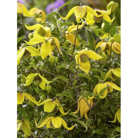 Clématite 'Little Lemons' Pot de 2L/3L