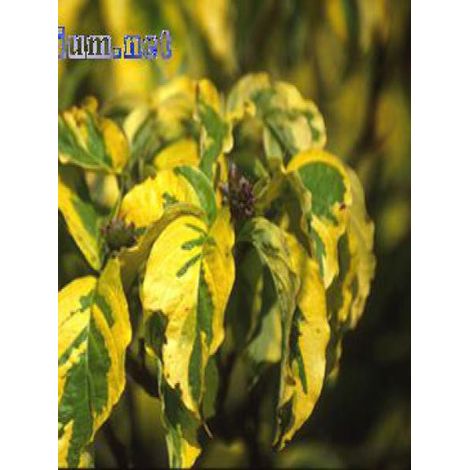 Cornouiller à grandes fleurs 'Rainbow' Pot de 6L/7L (1/3)