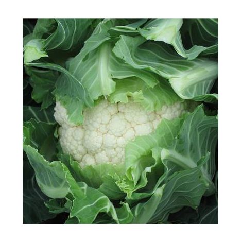 CHOU FLEUR NOMAD HF1 - 50 GRAINES
