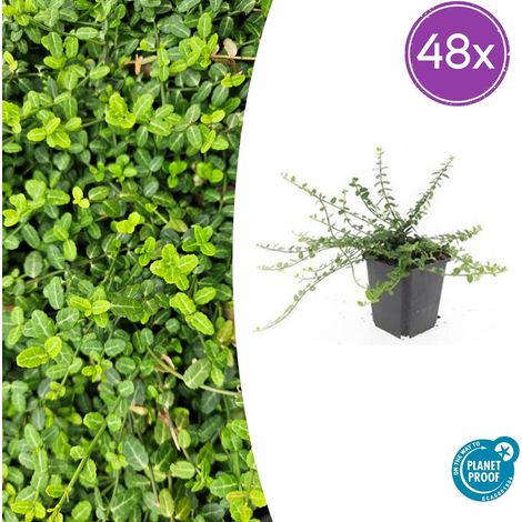 Fusain Rampant Euonymus fortunei Minimus Couvre-Sol Rustique Feuillage Vert Lot de 48 (1/5)
