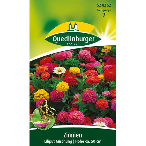Quedlinburger Saatgut – Zinnia Lilliput en mélange – Graines de fleurs, hauteur env. 50 cm, environ 30 plants (1/2)