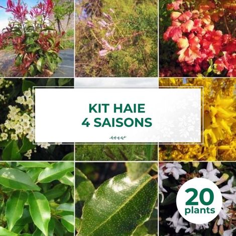 Pépinières Naudet – Haie 4 saisons – Lot de 20 arbustes caducs – Hauteur à maturité 2-3m – Excellente rusticité jusqu'à -15°C – Mélange de couleurs