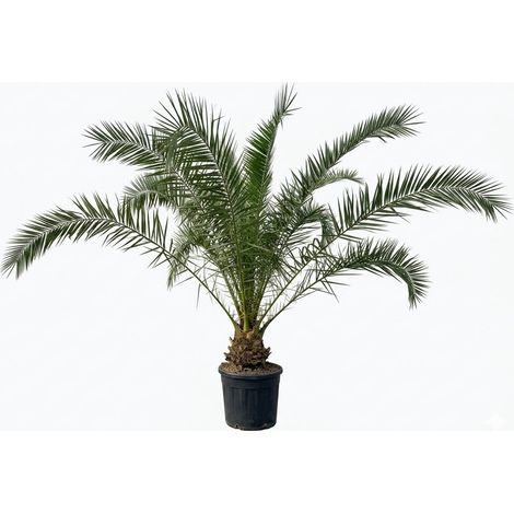 Palmier dattier des Canaries Phoenix canariensis - Plante robuste