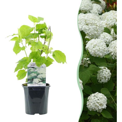 Hortensia Annabelle Hydrangea arborescens à Grandes Fleurs Blanches en Pompon Pot 17 cm 50 cm - PANGIVO (1/5)