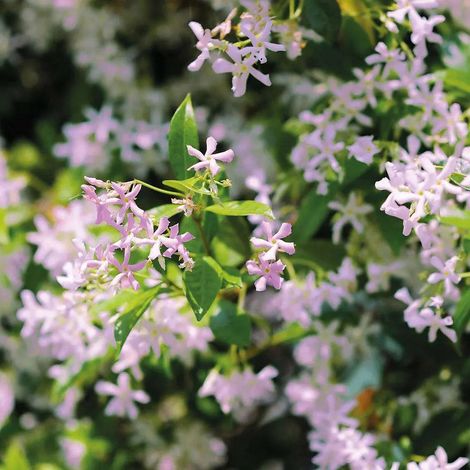Gardenaria Falso Gelsomino - Trachelospermum jasminoides 'Rose' - Pianta rampicante ornamentale da esterno - Altezza: 100/125 cm (vaso19) (1/2)
