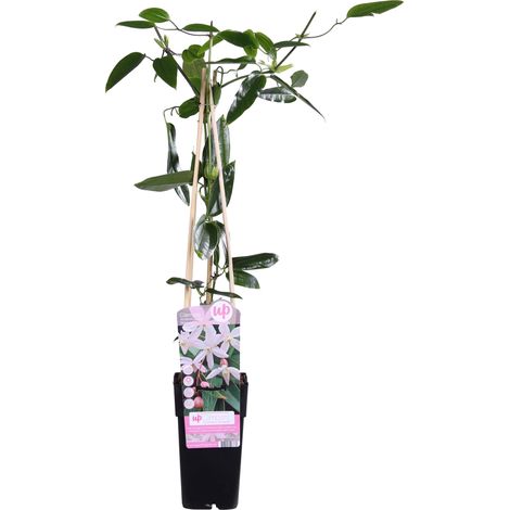Clématite d'Armand Apple Blossom - Plante Grimpante à Feuillage Persistant Rose Clair - Ø15cm H65cm - PANGIVO (1/4)