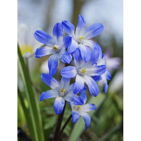 Gloire des neiges 'Blue Giant' Bulbe calibre 5+ (par 5) (1/2)