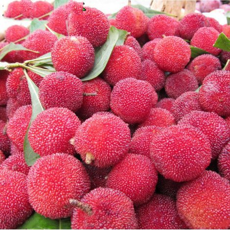 graines de myrtille d'arbres fruitiers fruits prunier 300 (1/5)
