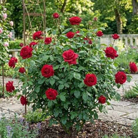 Rosier à grandes fleurs Jacques Prevert® 'Meimouslin'/Pot de 3L - Touffe