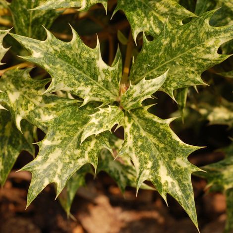 Osmanthe à feuilles variables - 60-80 cm pot