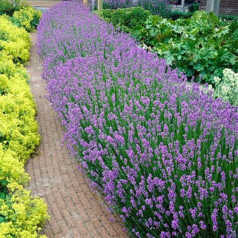 Lot de 18 plantes de lavande Lavandula angustifolia – Résistantes au gel – Hauteur 15-20 cm – Motte 7 cm pour biodiversité jardin