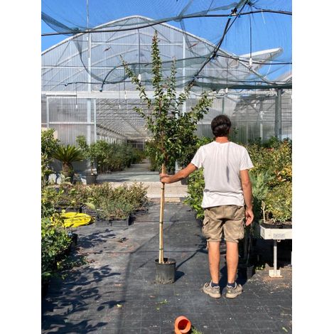 Lagerstroemia indica pianta ad alberello in vaso ø26 cm h.150 cm circa FOTO REALE Colori Misti (1/5)