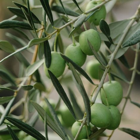 PIANTA DI ULIVO BELLA DI SPAGNA da mensa in vaso 24 - età 3/4 anni foto reali