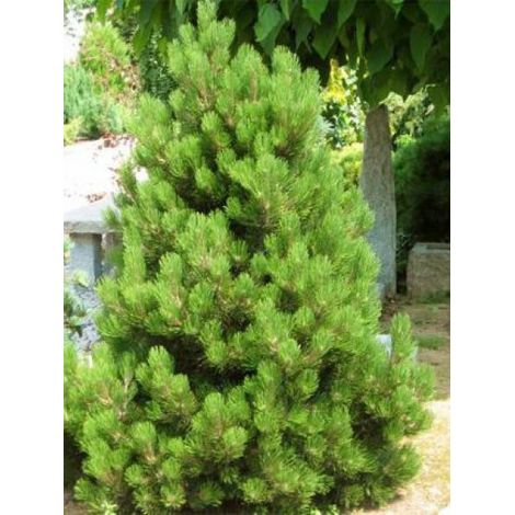 Pinus nigra 'Nana' Pot de 7,5L/10L