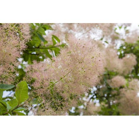 Perückenstrauch Cotinus coggygria 7,5 L 40- 60 (1/5)
