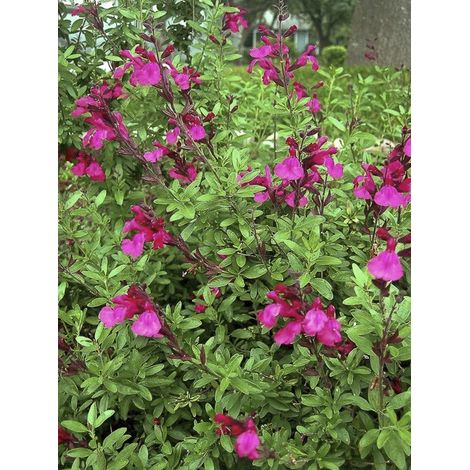 Sauge arbustive 'Raspberry Royal' Godet de 8/9 cm (1/3)