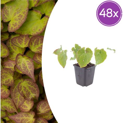 Lot de 48 Epimedium perralchicum 'Frohnleiten' Fleur des Elfes Vivace Couvre-sol Jaune 10-25cm Ø9cm - PANGIVO (1/5)