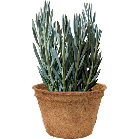 Vaso da fiori in fibra di cocco, vaso da fiori ecologico in fibra di cocco 19,5x12 cm (2000 ml) (1/5)