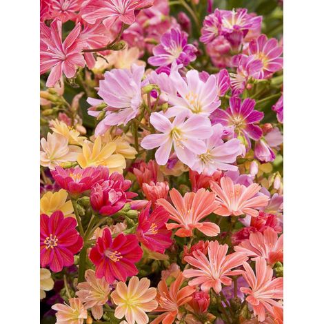 Lewisia 'Galaxy Mixed ' le sachet de 30 graines