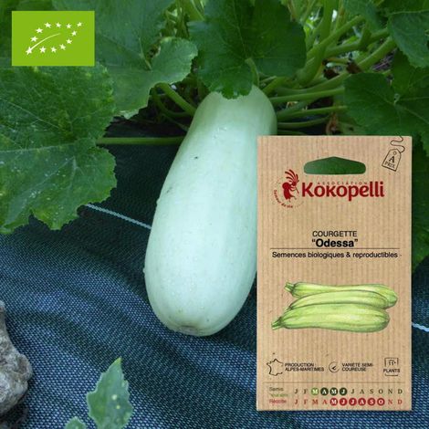 Courgette Odessa