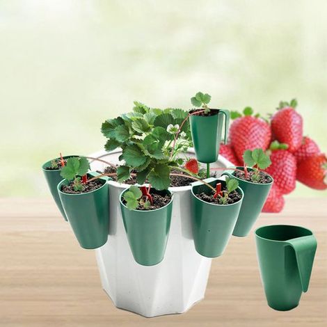 Ensemble de gobelets pour fraises - 5 pièces avec 20 fourchettes à fraises - Bord plat - Trous d'aération - Fixation par crochet (1/5)