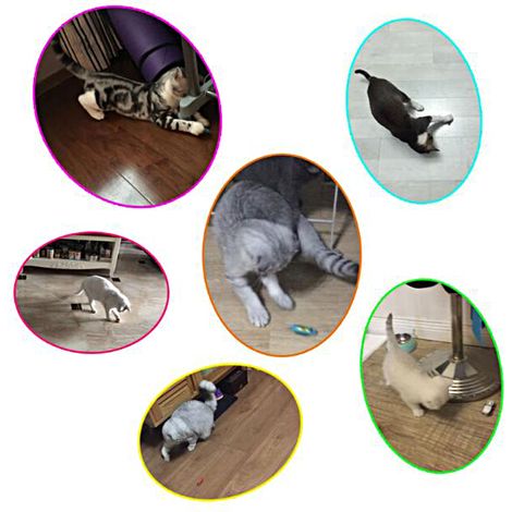 Jouet automatique pour chat, jouet pour chat et petit chien, couleur aléatoire, cadeau d'exercice amusant (1/3)