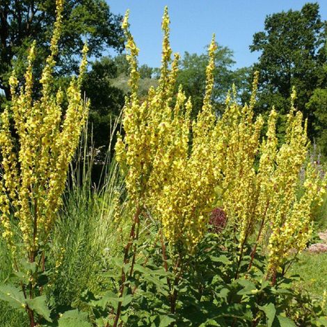 4 x Molène d'Olympe - Verbascum olympicum  - godet 9x9 cm