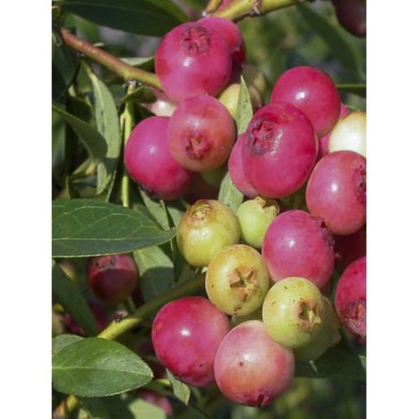 Myrtille d'Amérique 'Pink Berry' Pot de 4L/5L, Touffe