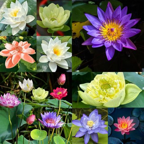 60 Graines De Lotus Multicolores Pour Bonsaï Et Nénuphar Aquatique – Idéal Balcon Jardin Maison (1/4)