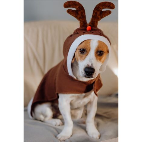 Disfraz de reno navideño para perro pequeño talla M (1/3)