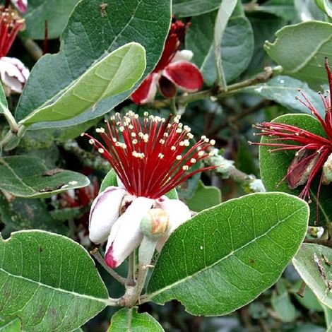 Goyavier du Brésil - Acca sellowiana  - 60-80 cm pot