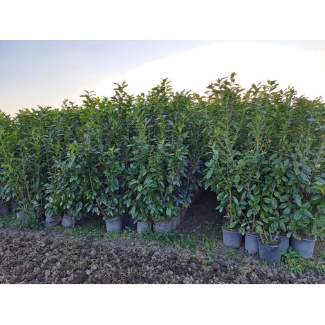STOCK 40 PIANTE DI LAURO CERASO LAUROCESASUS (LAUROCERASO) H60/170 VASO 24 FOTO REALI SIEPE (1/3)