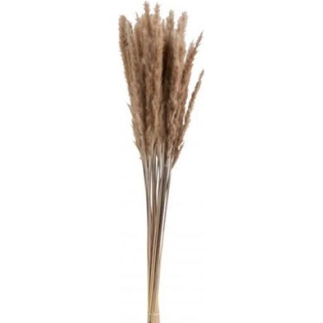 Fleurs séchées - - Pennisetum - Naturel - Marron - 82 cm (1/2)