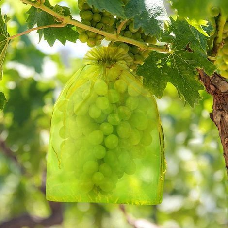 100pcs Sac de Protection de Grappe de Raisin 30x40CM Sac de Protection des Fruits en Organza en Maille avec Cordon Contre Les Oiseaux et Insectes Guêpes (1/4)