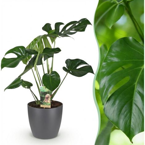 Monstera Deliciosa - Plante à Trous d'Intérieur avec Pot Gris - Hauteur 70-80 cm - Ø 21 cm - PANGIVO (1/5)