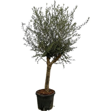 Olivier Olea Lorc Arbre Méditerranéen Décoratif Tronc Robuste Hauteur 200 cm Ø45 cm - PANGIVO (1/3)