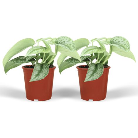 Scindapsus Pictus Trebie Plantes d’Intérieur Feuillage Argenté Lot de 2 Ø 12 cm Hauteur 15 cm - PANGIVO (1/5)