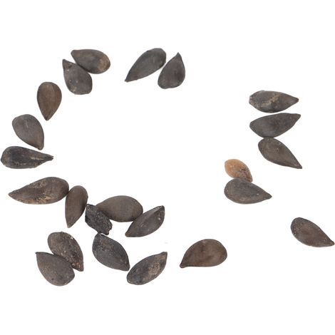 Graines d'arbres fruitiers bonsaï comestibles (20 graines) pour la décoration intérieure et le jardin de balcon. (1/5)