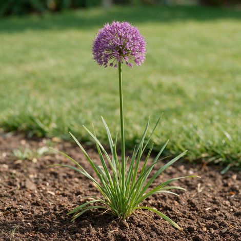 Ail d'ornement Millenium 20cm Godet 9cm - Allium (1/4)