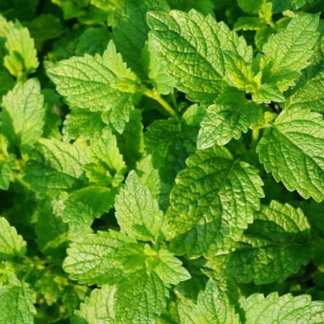 Menthe verte/Godet (1/3)