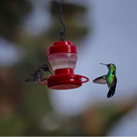 Distributeur De Nourriture Pour Oiseaux - Bac À Graines Suspendu Avec Toit Ouvrant - Pour Jardin Extérieur - 1 Pièce (1/4)