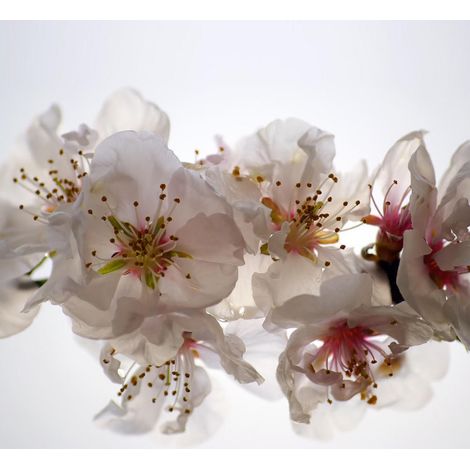 Flowers, rideau imprimé belles fleurs blanches et 280x245 cm, 2 pièces (1/5)