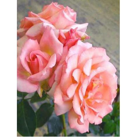 Rosier grimpant 'Compassion' Pot de 4L/5L