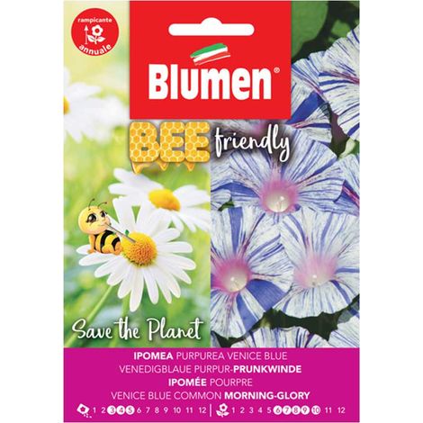 IPOMEA PURPUREA BLUE BEE FRIENDLY BLUMEN