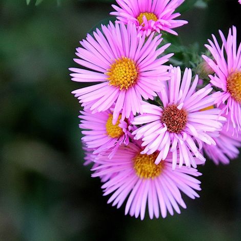 Aster des Alpes Happy End/Pot de 3L - 20/40 cm