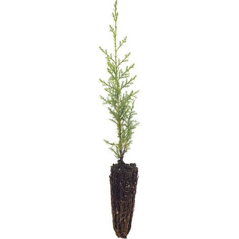 Cupressus arizonica - cipresso dell'Arizona - alveolo forestale