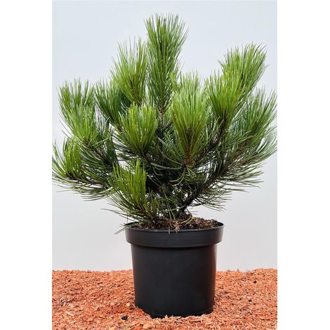 Niedrige Krüppelkiefer Pinus mugo 'Pumilio' C 5 30- 40