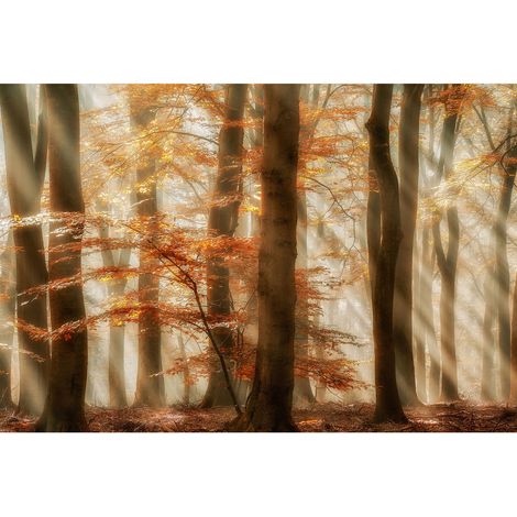 Papier peint panoramique forêt | Tapisserie panoramique nature pour bureau | Papiers peints panoramique arbre pour salon - 270 x 400 cm (4 pièces) (1/2)