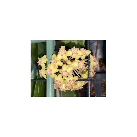 Hoya Overing Joy Pianta Tropicale Rara da Collezione Vaso 12 cm
