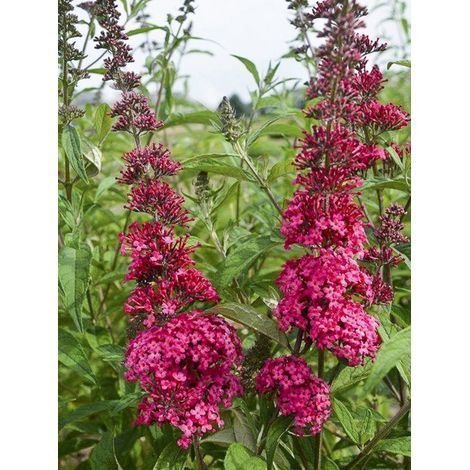 Arbre aux papillons 'Monarch Prince Charming' Pot de 2L/3L (1/2)